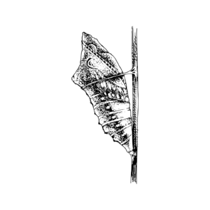 Prefácio - Metamagia
