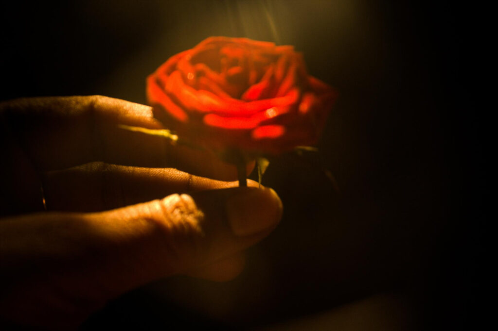 Imagem gerada por IA ilustrando o conteúdo sobre orixá Pombagira mostrando uma rosa vermelha, símbolo dessa entidade, iluminada por raios de sol.