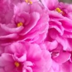 Foto do perfil de Francisca